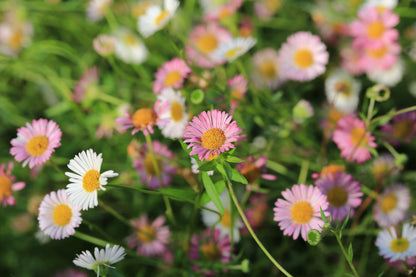 Erigeron karvinskianus (Mexicaans madeliefje)