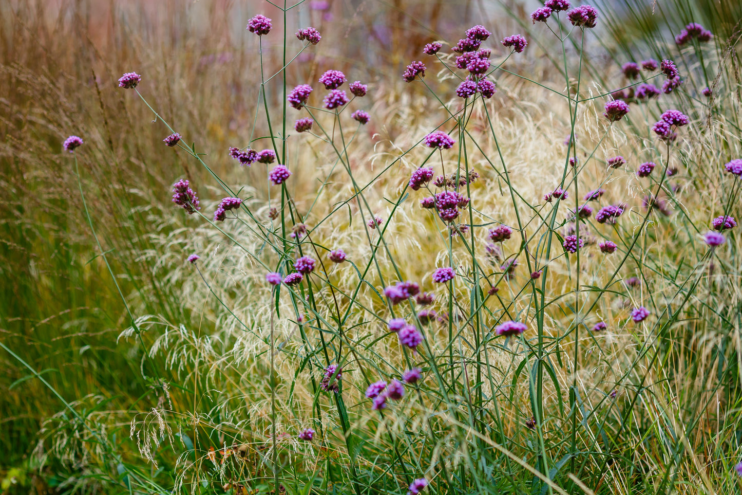 Verbena bonariensis (IJzerhard)
