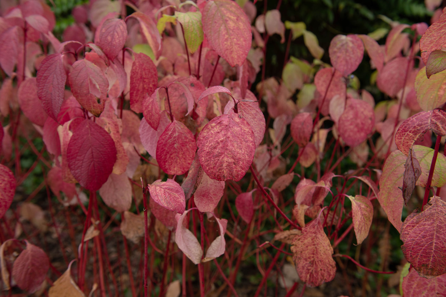 Cornus alba 'Sibirica' (Witte Kornoelje)