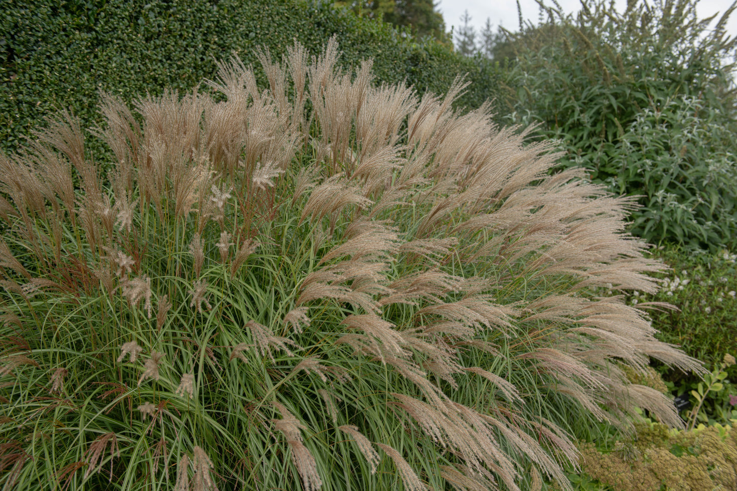 Miscanthus sinensis 'Adagio' (Prachtriet)
