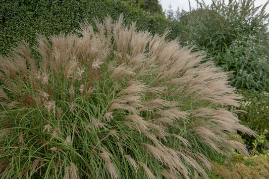 Miscanthus sinensis 'Adagio' (Prachtriet)