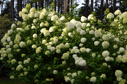 Hydrangea paniculata 'Limelight' (Pluimhortensia)