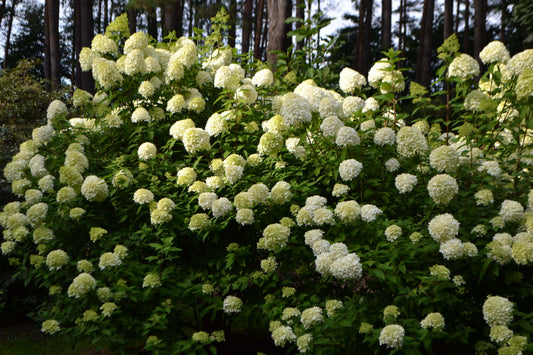 Hydrangea paniculata 'Limelight' (Pluimhortensia)