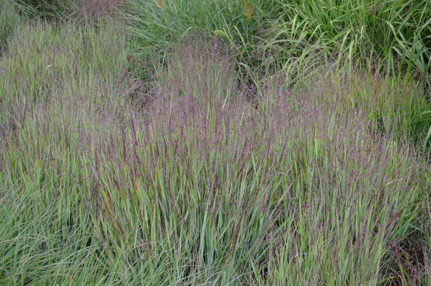 Panicum virgatum 'Heavy Metal' (Vingergras)