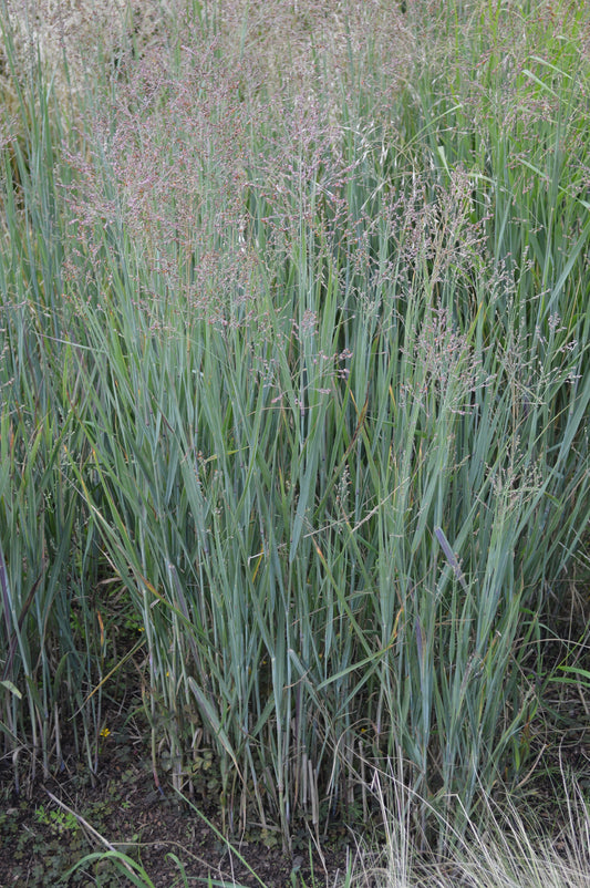 Panicum virgatum 'Heavy Metal' (Vingergras)