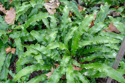 Asplenium scolopendrium (Tongvaren)