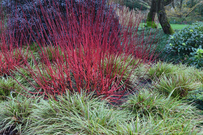 Cornus alba 'Sibirica' (Witte Kornoelje)