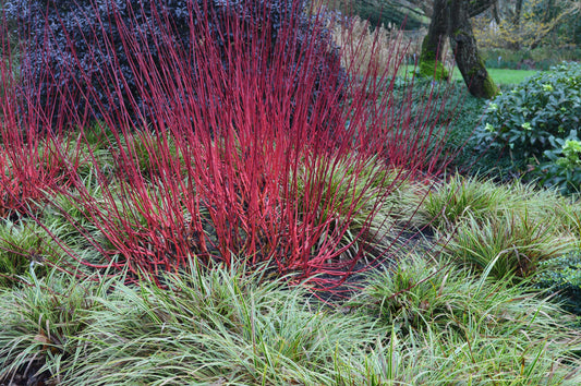Cornus alba 'Sibirica' (Witte Kornoelje)