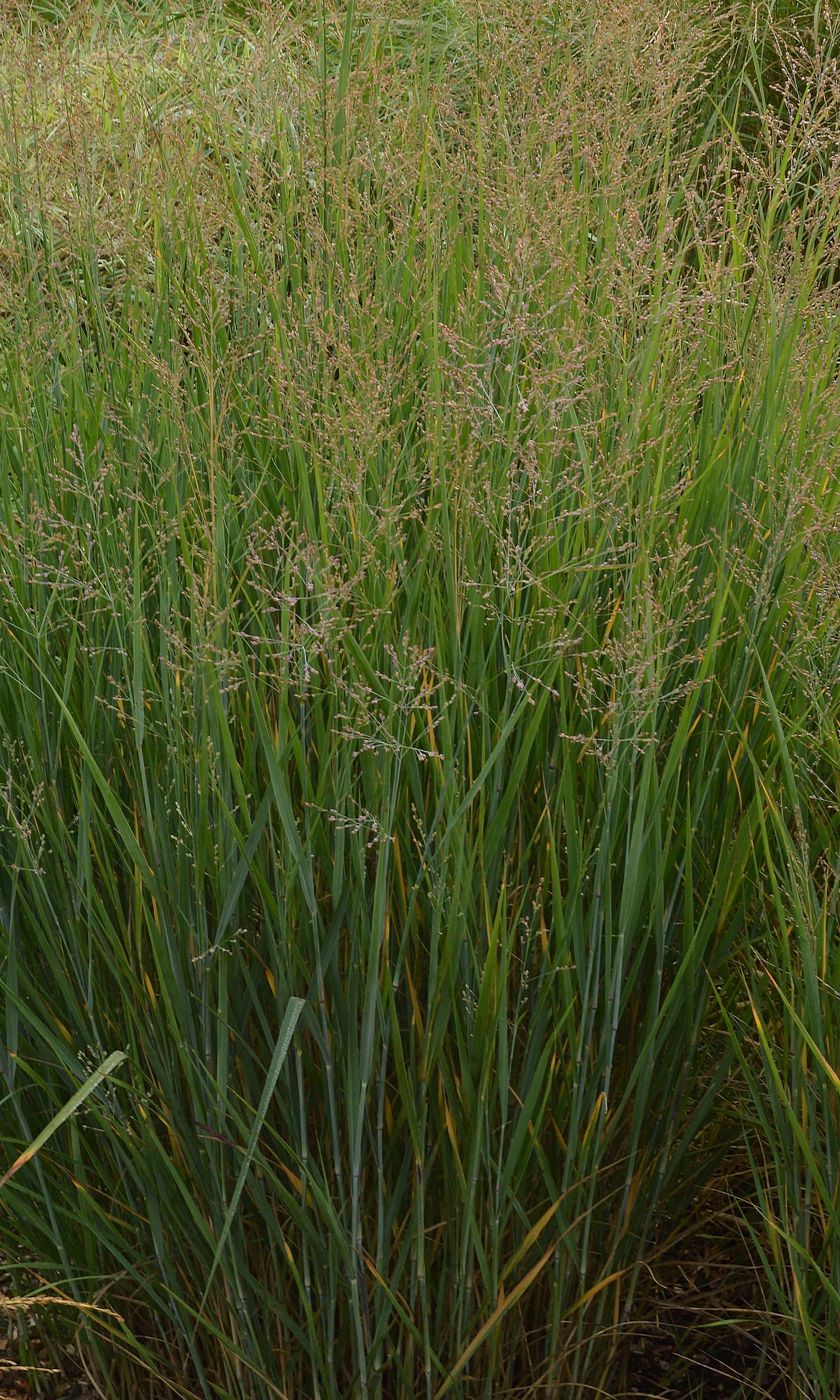 Panicum virgatum 'Prairie Sky' (Vingergras)