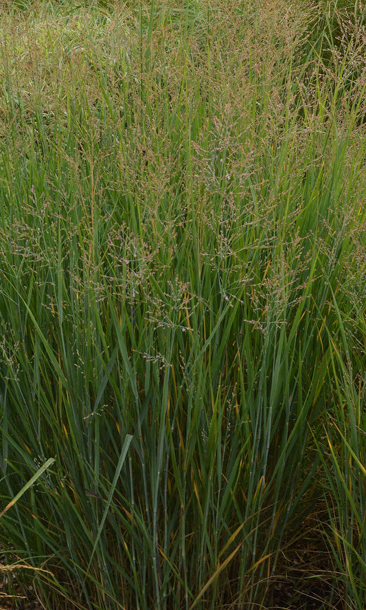 Panicum virgatum 'Prairie Sky' (Vingergras)