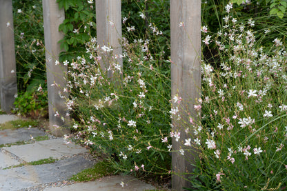 Gaura lindheimeri 'Whirling Butterflies' (Prachtkaars)