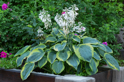 Hosta 'Frances Williams' (Hartlelie)
