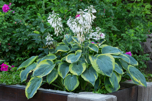 Hosta 'Frances Williams' (Hartlelie)