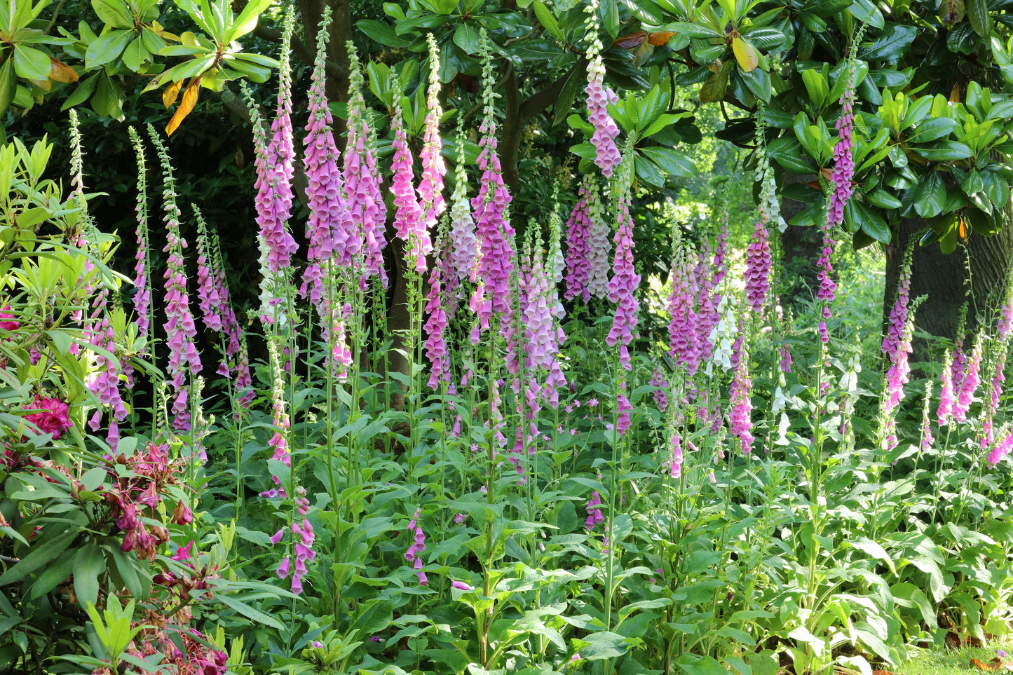Digitalis purpurea (Vingerhoedskruid)