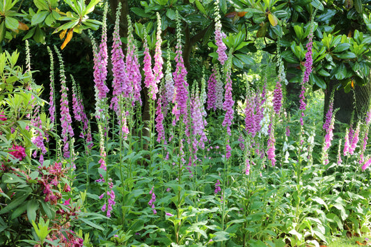 Digitalis purpurea (Vingerhoedskruid)