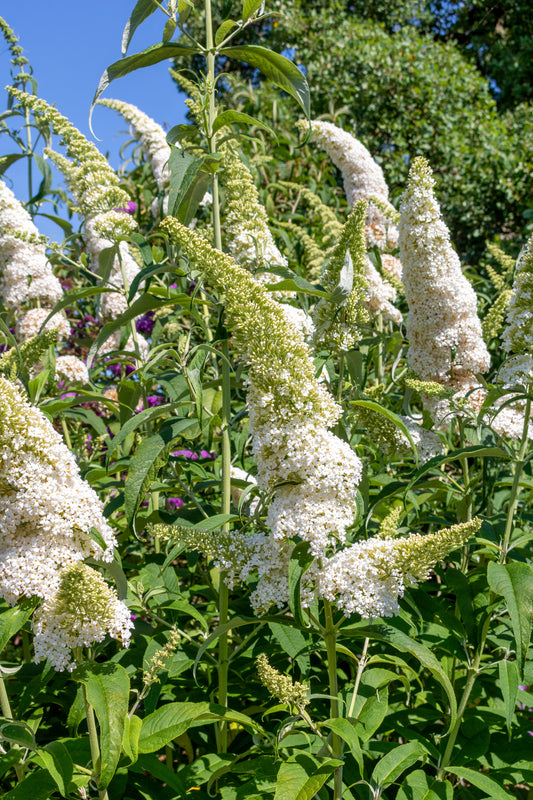 Buddleja davidii 'White Profusion' (Vlinderstruik)