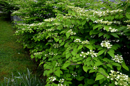 Viburnum plicatum 'Watanabe' (Japanse Sneeuwbal)