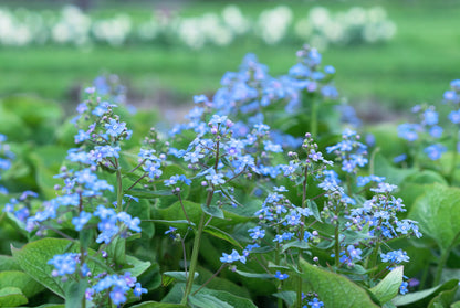 Brunnera macrophylla (Kaukasisch vergeet-mij-nietje)