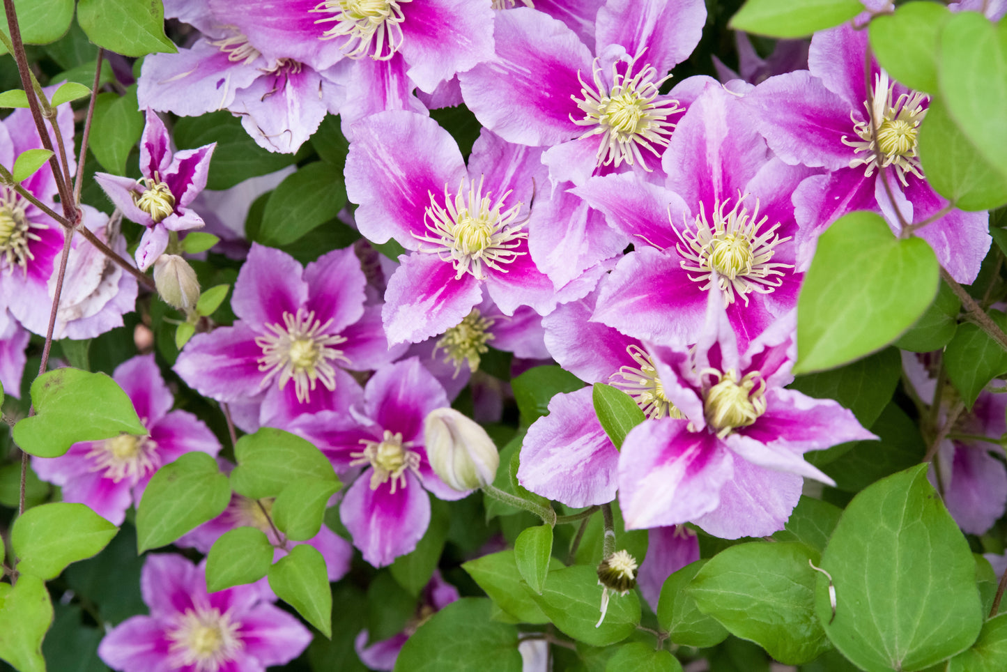Clematis 'Piilu' (Bosrank)