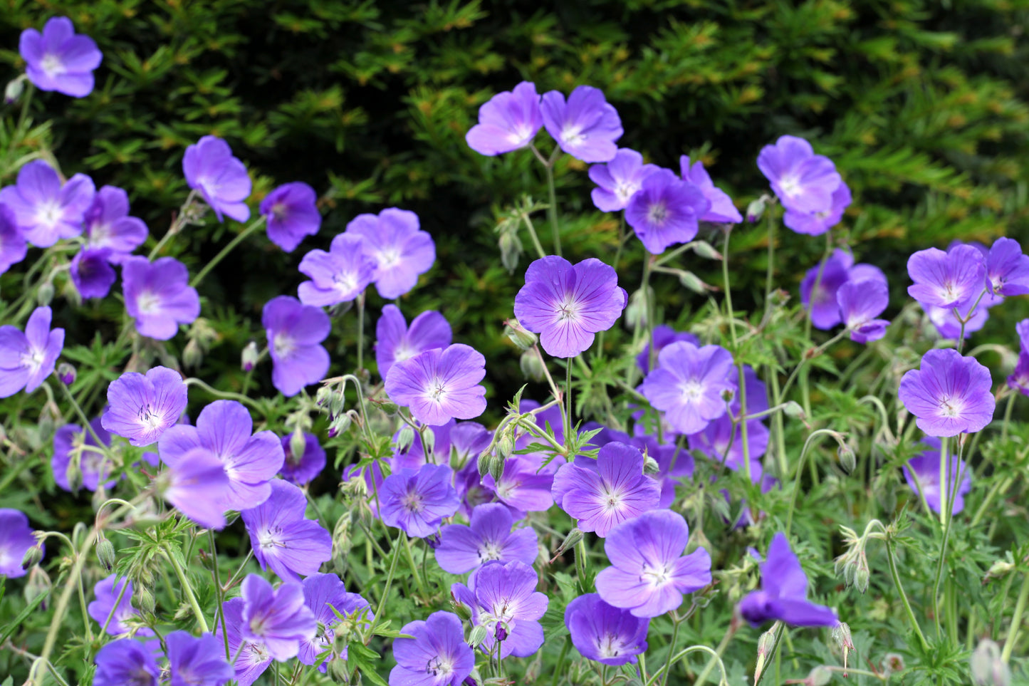 Geranium 'Orion' (Ooievaarsbek)