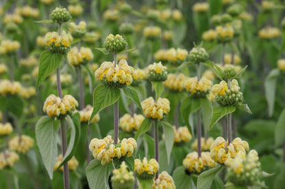 Phlomis russeliana (Brandkruid)