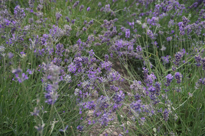 Lavandula angustifolia 'Dwarf Blue' (Dwerglavendel)
