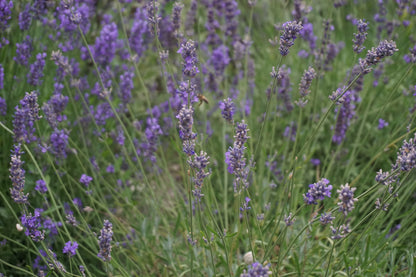 Lavandula angustifolia 'Dwarf Blue' (Dwerglavendel)