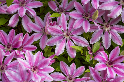 Clematis 'Nelly Moser' (Bosrank)