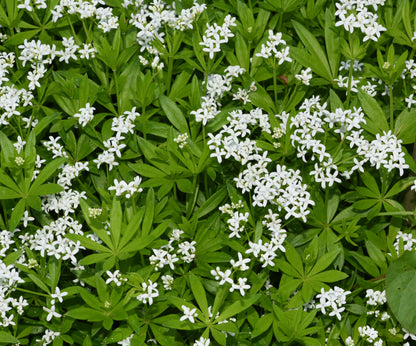 Galium odoratum (Lievevrouwebedstro)
