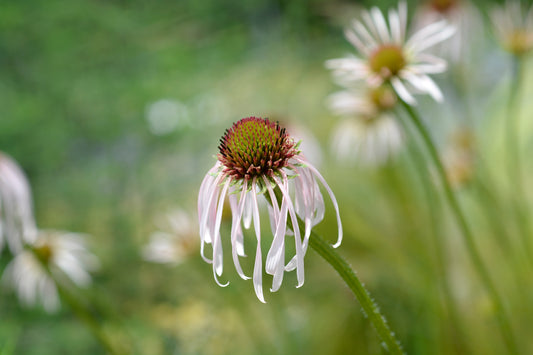 Echinacea pallida 'Hula Dancer' (Zonnehoed)