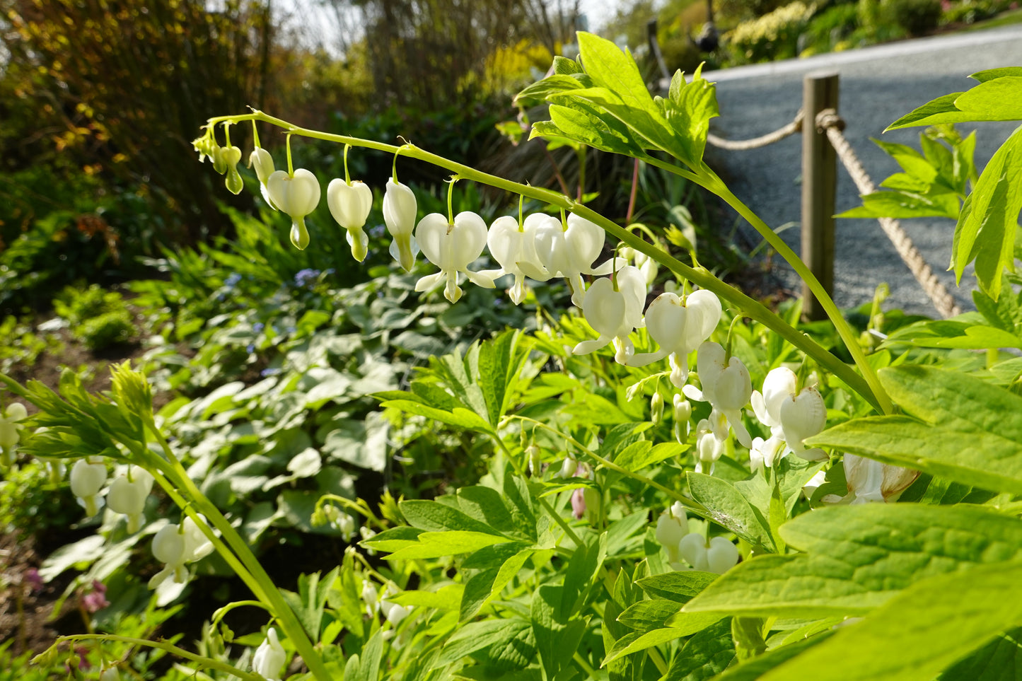 Dicentra spectabilis 'Alba' (Wit gebroken hartje)