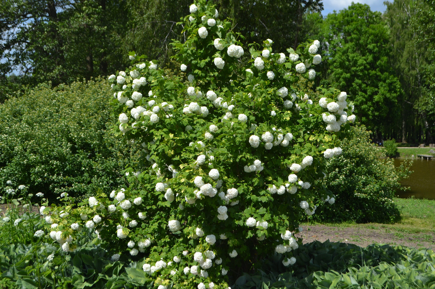 Viburnum opulus 'Roseum' (Gelderse Roos / Sneeuwbal)