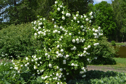 Viburnum opulus 'Roseum' (Gelderse Roos / Sneeuwbal)