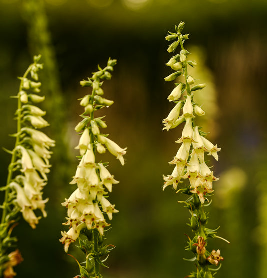 Digitalis lutea (Gele vingerhoedskruid)