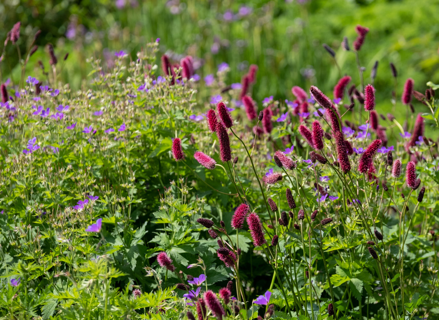 Sanguisorba officinalis 'Tanna' (Pimpernel)