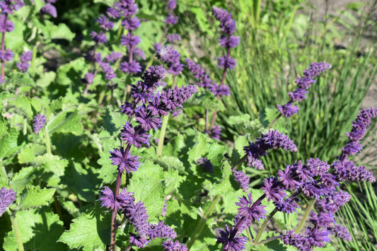 Salvia verticillata 'Purple Rain' (Kranssalie)