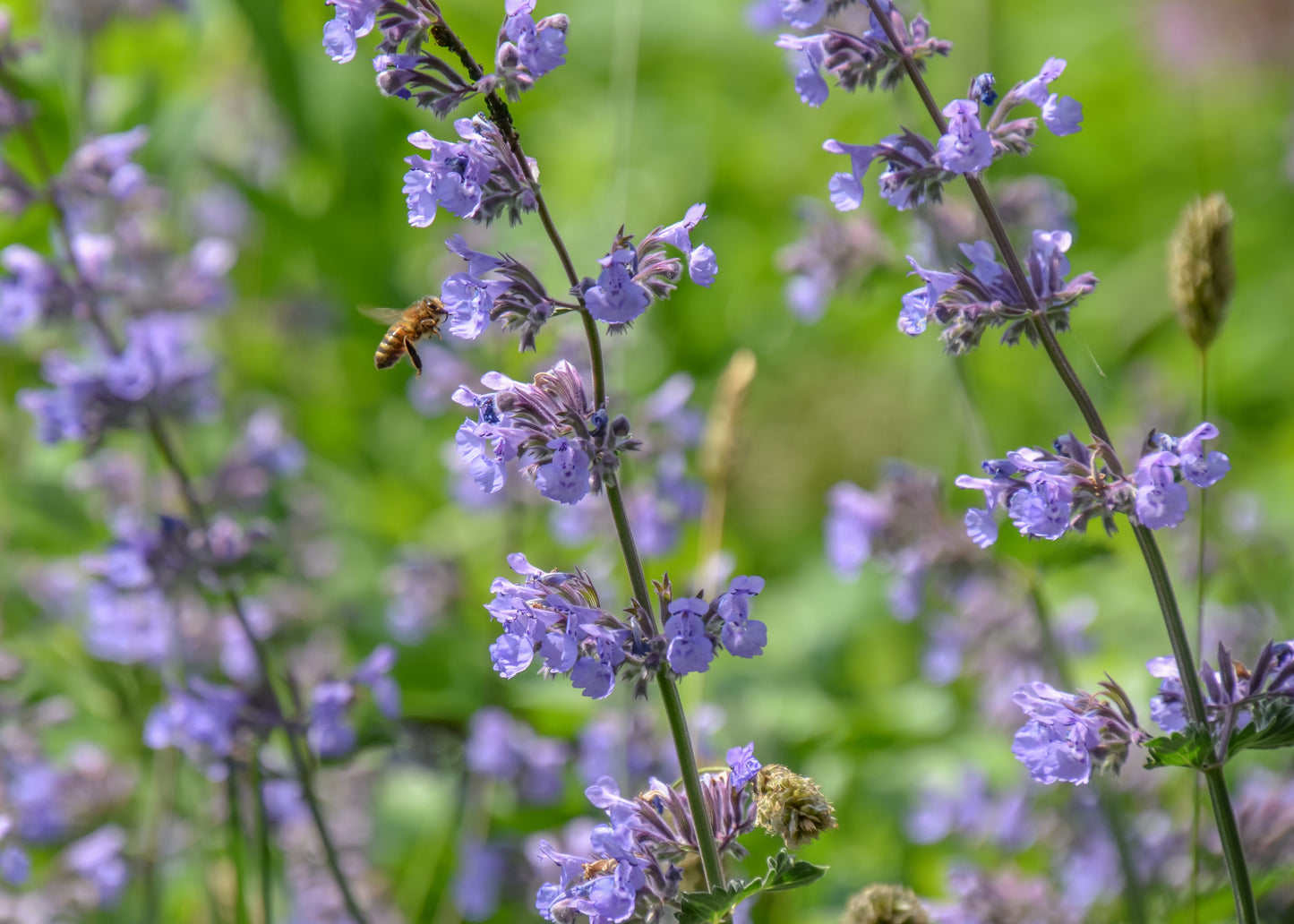 Nepeta x faassenii 'Walker's Low' (Kattenkruid)