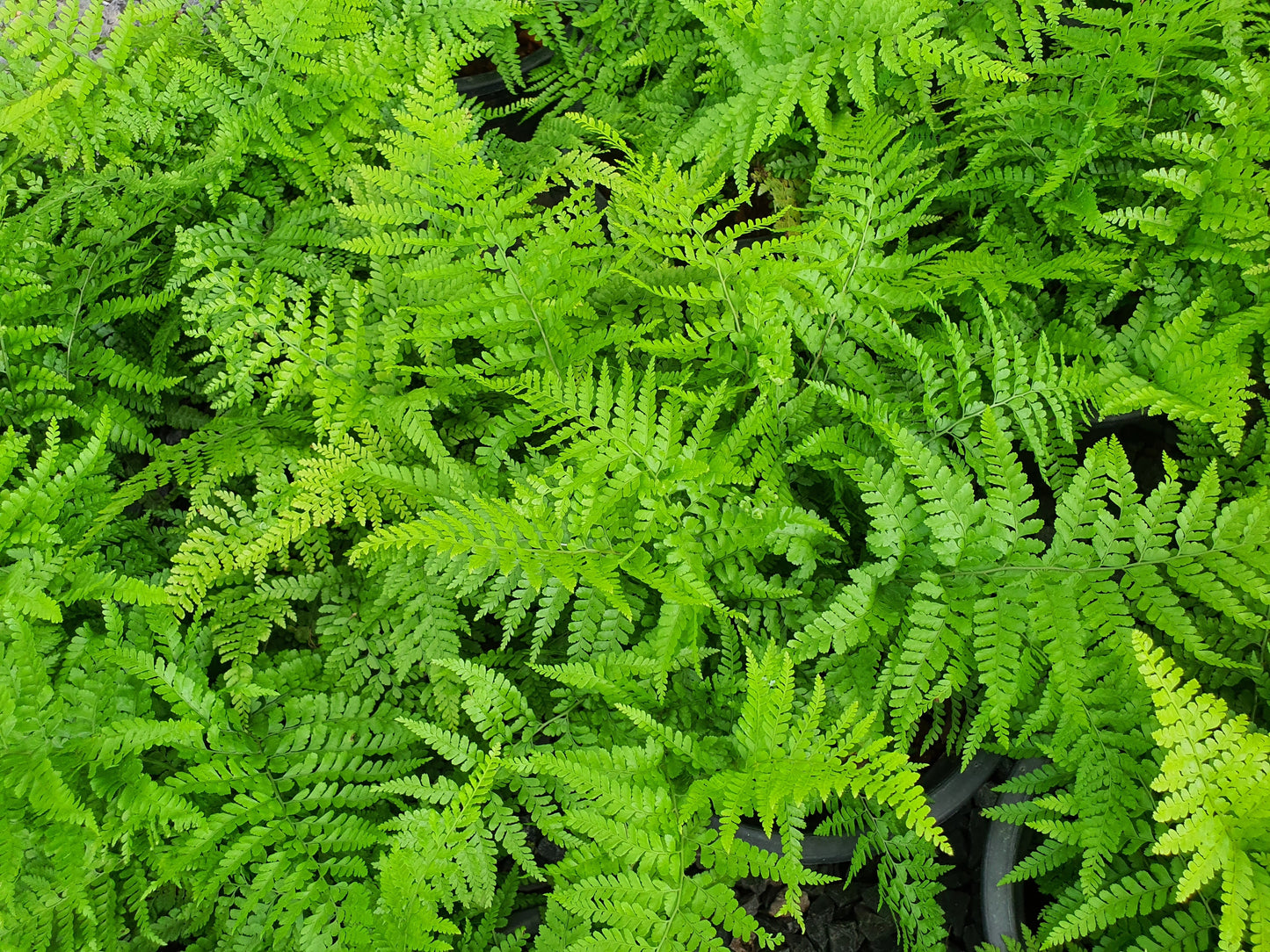 Athyrium filix-femina (Wijfjesvaren)