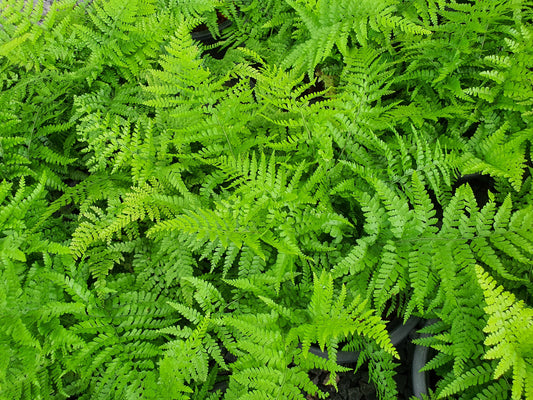 Athyrium filix-femina (Wijfjesvaren)
