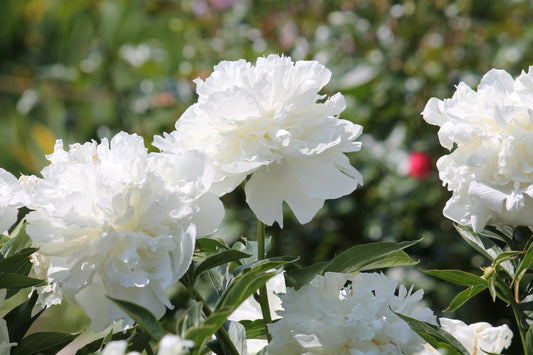 Paeonia 'Duchesse de Nemours' (Pioenroos)