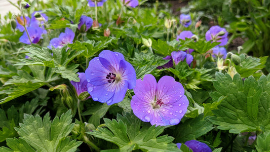 Geranium 'Johnson's Blue' (Ooievaarsbek)