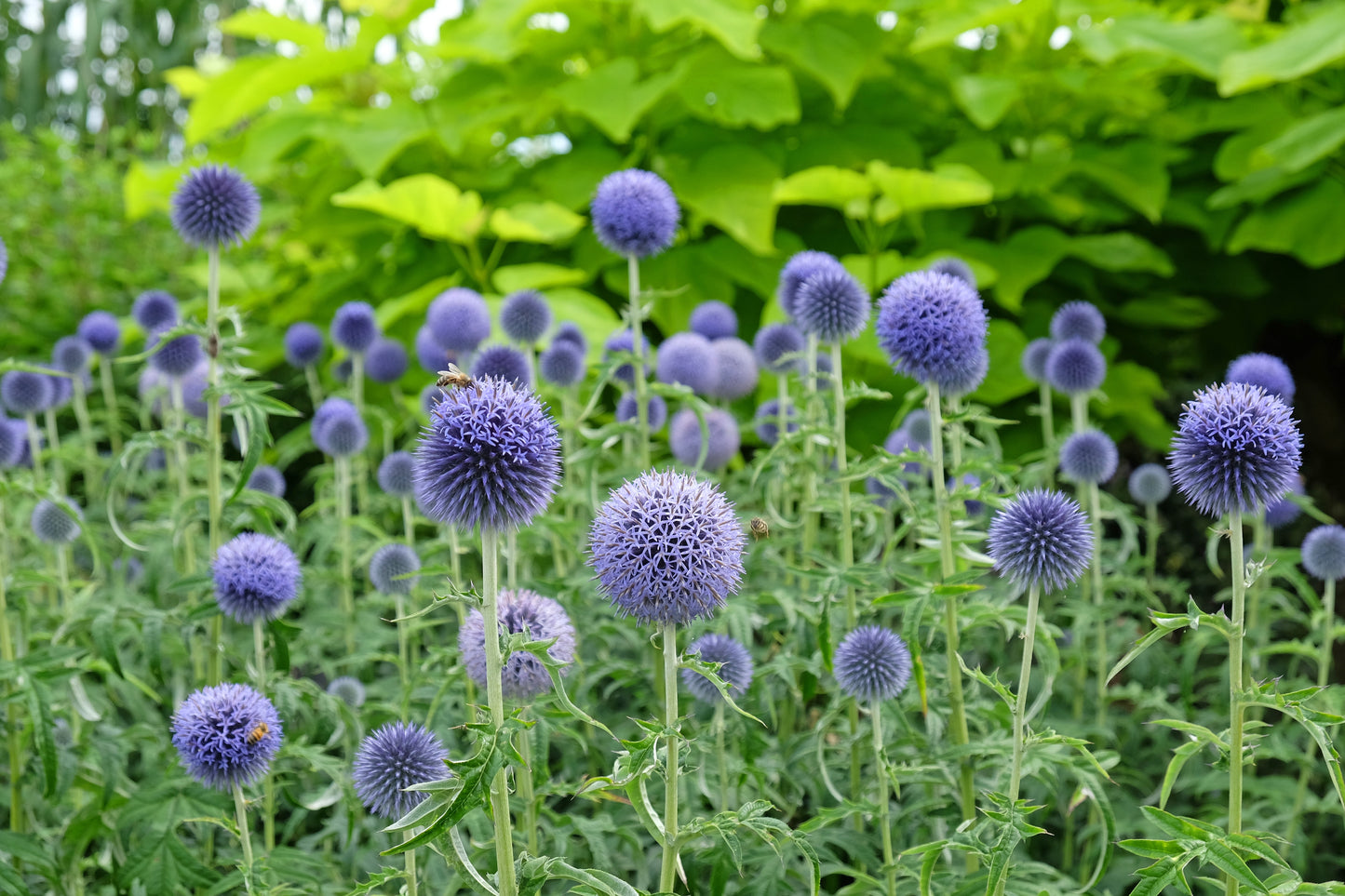 Echinops bannaticus 'Taplow Blue' (Kogeldistel)