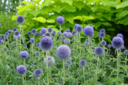 Echinops bannaticus 'Taplow Blue' (Kogeldistel)