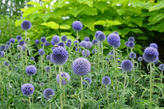 Echinops bannaticus 'Taplow Blue' (Kogeldistel)