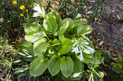 Hosta 'Royal Standard' (Hartlelie)