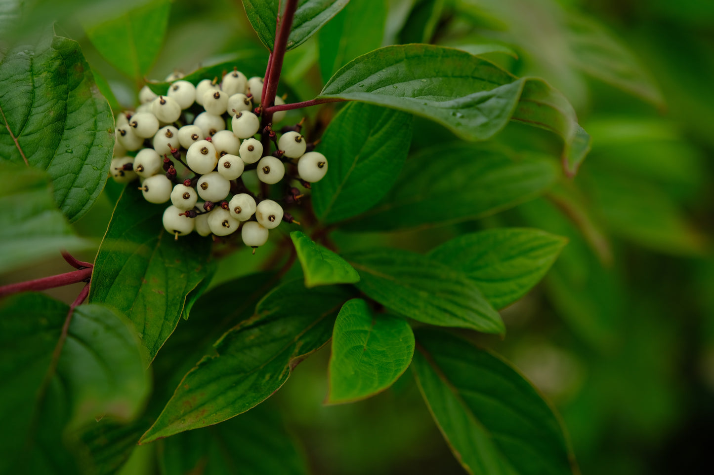 Cornus alba 'Sibirica' (Witte Kornoelje)