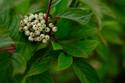 Cornus alba 'Sibirica' (Witte Kornoelje)
