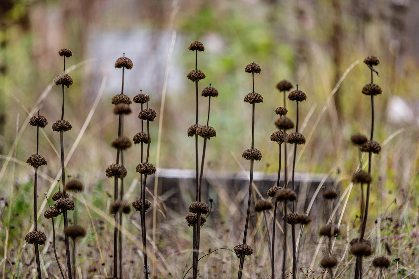 Phlomis russeliana (Brandkruid)