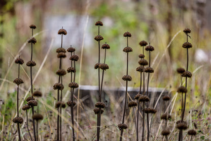 Phlomis russeliana (Brandkruid)
