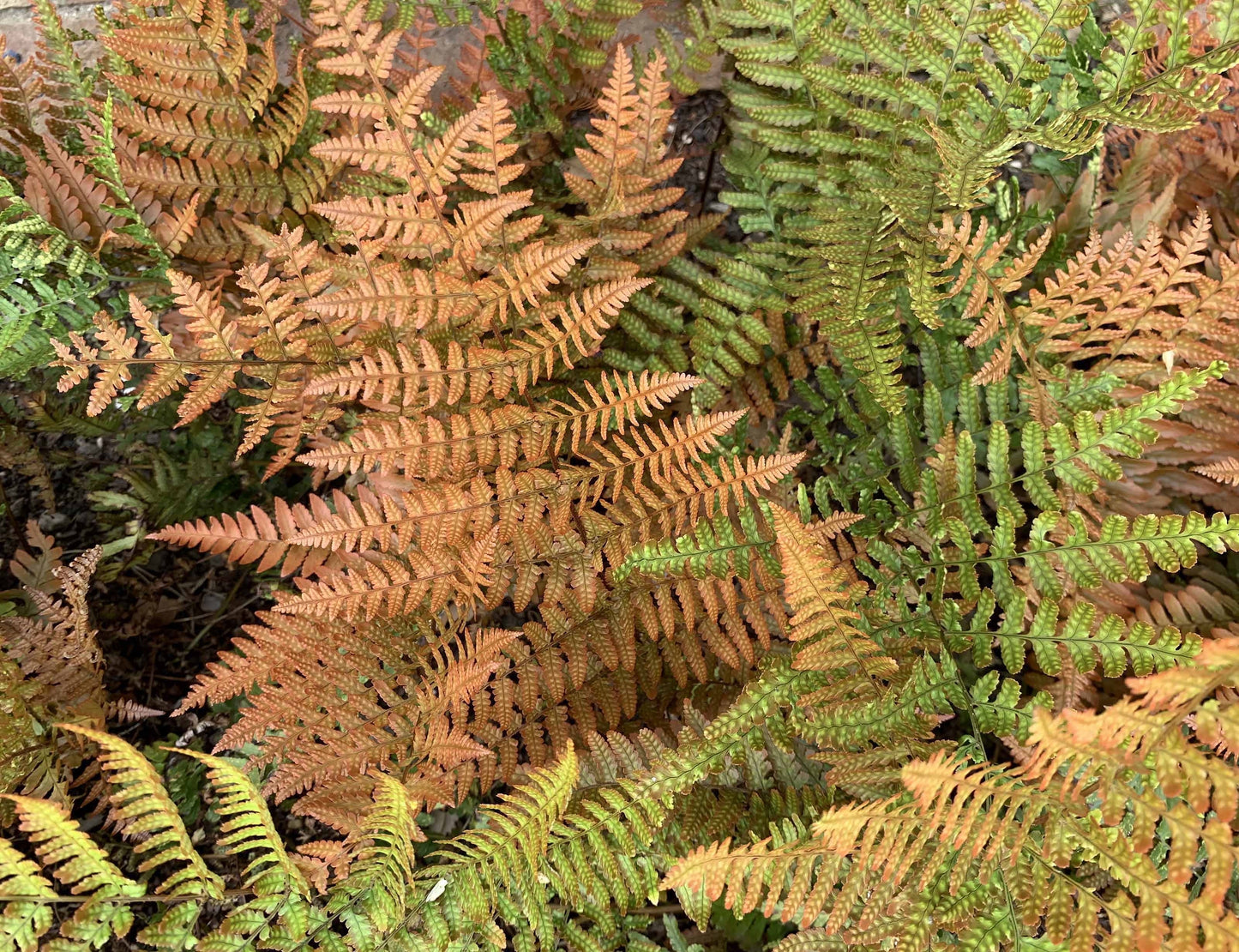Dryopteris erythrosora (Rode herfstvaren)